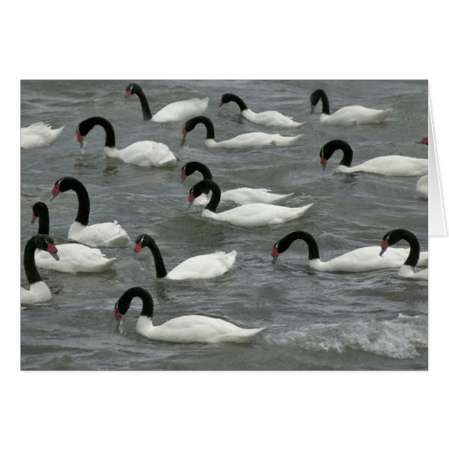 クロガクチョウ (Cygnus melancoryphus) (正面横)