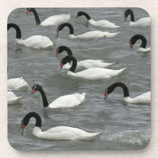 クロガクチョウ (Cygnus melancoryphus) コースター (正面)