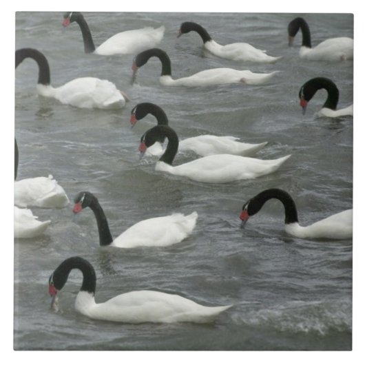 クロガクチョウ (Cygnus melancoryphus) タイル (正面)
