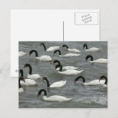 クロガクチョウ (Cygnus melancoryphus) ポストカード (正面/裏面)
