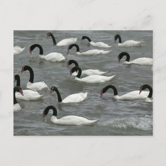 クロガクチョウ (Cygnus melancoryphus) ポストカード (正面)