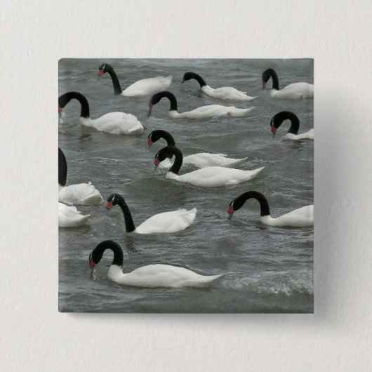 クロガクチョウ (Cygnus melancoryphus) 缶バッジ (正面)
