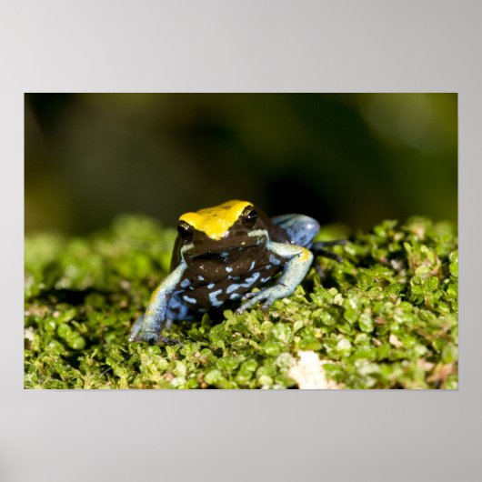 クロガシラマンテラ、Mantella expectata、2 ポスター (正面)