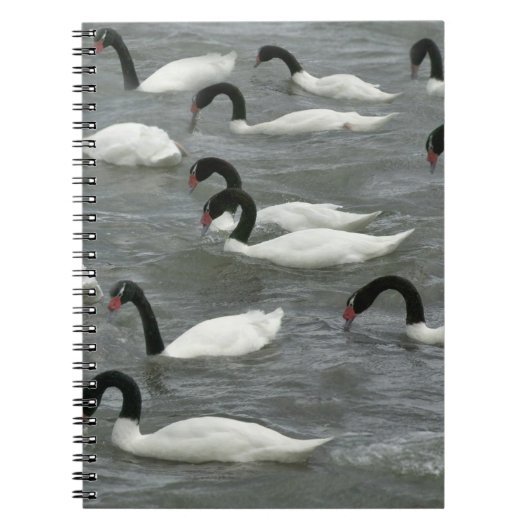 クロガチコブハクチョウ (Cygnus melancoryphus) ノートブック (正面)