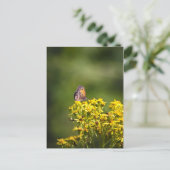 クロガチョウの花のメドウ茶色の蝶 ポストカード (スタンド正面)