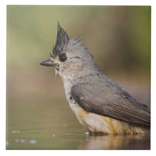 クロガビタイシジュウカラ タイル (正面)