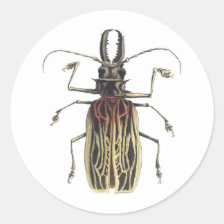 クロガムシ ラウンドシール