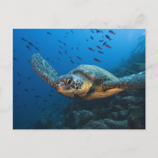 クロガメ (Chelonia agassizi) ポストカード (正面)