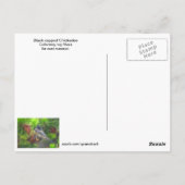 クロガラシガラコのポストカード ポストカード (裏面)