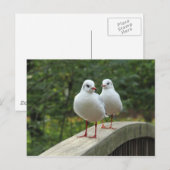 クロガラシガラ ポストカード (正面/裏面)