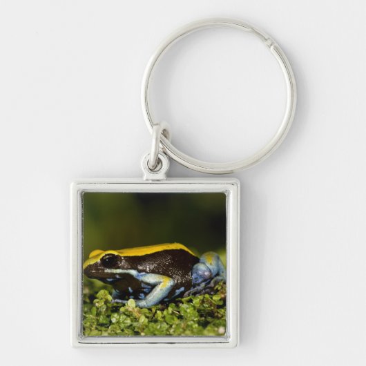 クロガワカエル, Mantella expectata, キーホルダー (正面)