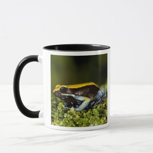 クロガワカエル, Mantella expectata, マグカップ (左)