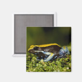 クロガワカエル, Mantella expectata, マグネット (正面/裏面)