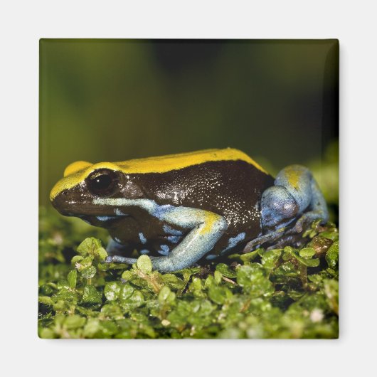 クロガワカエル, Mantella expectata, マグネット (正面)