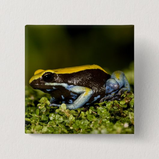 クロガワマダガスカルカエル, Mantella expectata, 缶バッジ (正面)