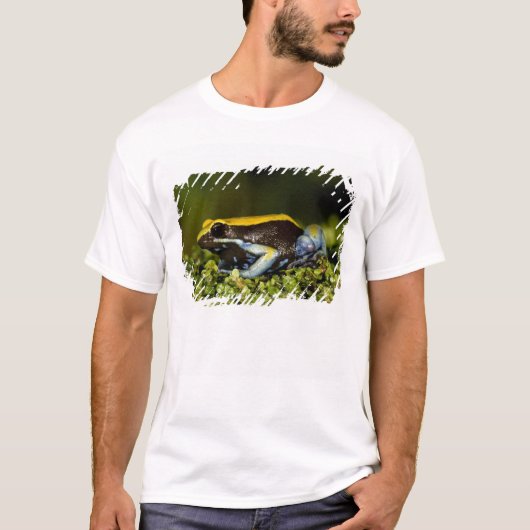 クロガワマンテラ、Mantella expectata、 Tシャツ (正面)