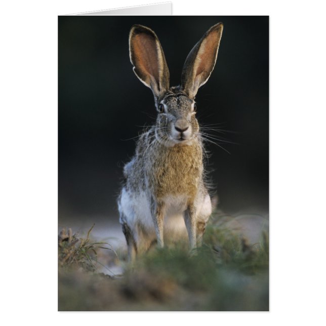 クロクサダイウサギ, Lepus californicus, 2 (正面)