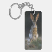クロクサダイウサギ, Lepus californicus, 2 キーホルダー (正面左)