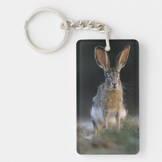 クロクサダイウサギ, Lepus californicus, 2 キーホルダー (正面)