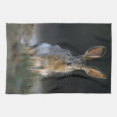 クロクビジャックウサギ, Lepus californicus, 2 キッチンタオル (横)