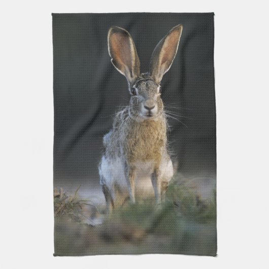 クロクビジャックウサギ, Lepus californicus, 2 キッチンタオル (縦)