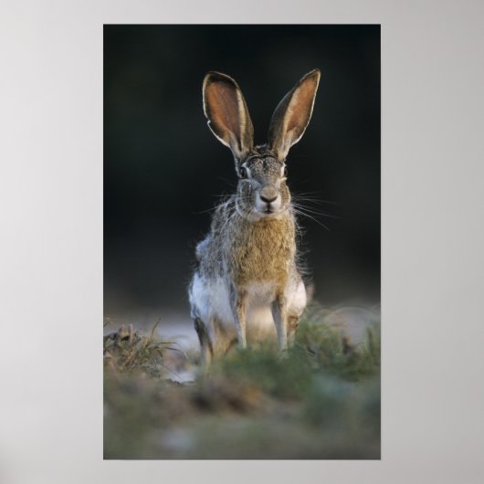 クロクビジャックウサギ, Lepus californicus, 2 ポスター (正面)