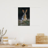 クロクビジャックウサギ, Lepus californicus, 2 ポスター (キッチン)