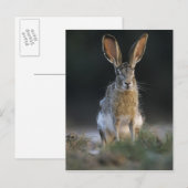 クロクビワタオウサギ, Lepus californicus, 2 ポストカード (正面/裏面)
