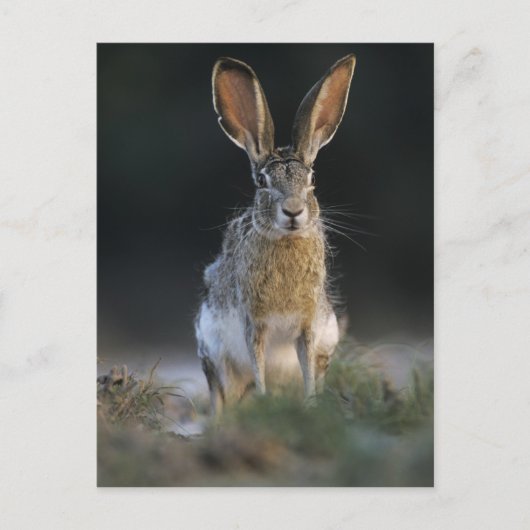 クロクビワタオウサギ, Lepus californicus, 2 ポストカード (正面)