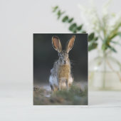 クロクビワタオウサギ, Lepus californicus, 2 ポストカード (スタンド正面)