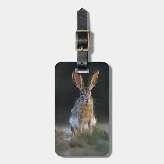 クロクビワタオウサギ, Lepus californicus, 2 ラゲッジタグ (正面縦)