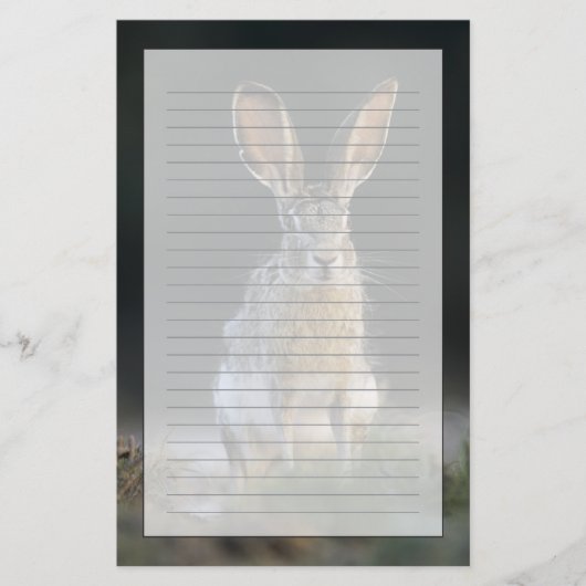 クロクビワタオウサギ, Lepus californicus, 2 便箋 (正面)