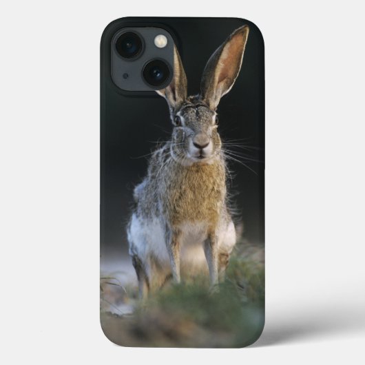 クロクビワタオウサギ, Lepus californicus, 2 Case-Mate iPhoneケース (裏面)