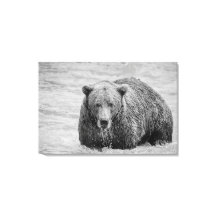 クロクマと白黒野生動物