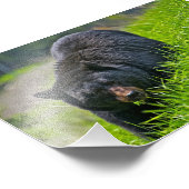 クロクマの写真プリント フォトプリント            (角)