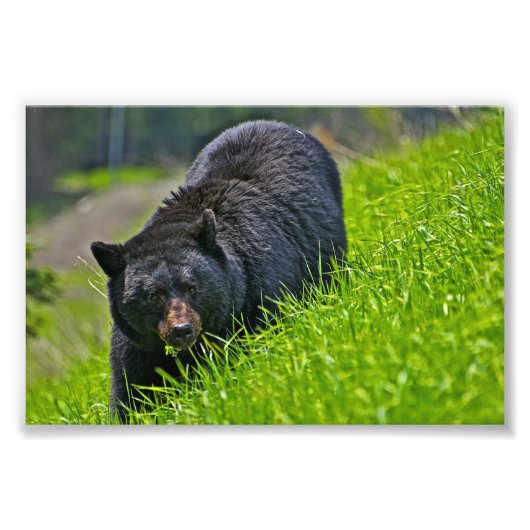 クロクマの写真プリント フォトプリント            (正面)
