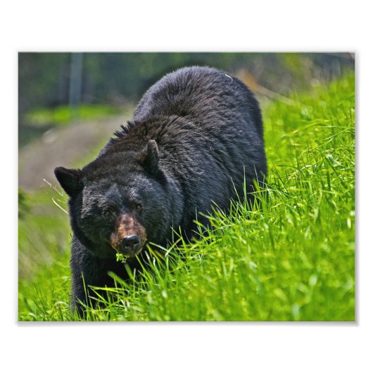 クロクマの写真プリント フォトプリント            (正面)