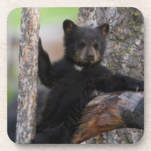 クロクマの子グマのくつろぎ コースター (正面)