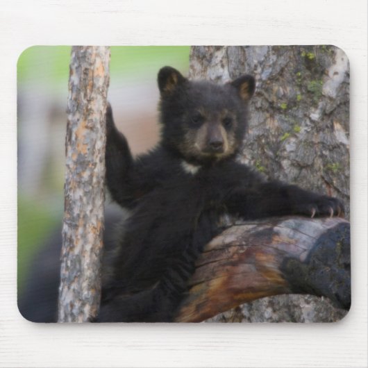 クロクマの子グマのくつろぎ マウスパッド (正面)