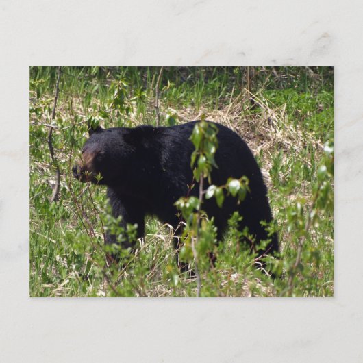 クロクマの野生のポストカード ポストカード (正面)