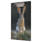 クロクマウサギ, Lepus californicus, 2 クリップボード (左)