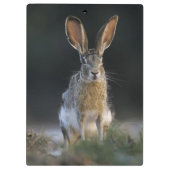 クロクマウサギ, Lepus californicus, 2 クリップボード (裏面)