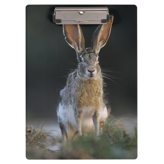 クロクマウサギ, Lepus californicus, 2 クリップボード (正面)