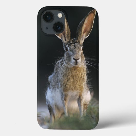 クロクマウサギ, Lepus californicus, 2 Case-Mate iPhoneケース (裏面)