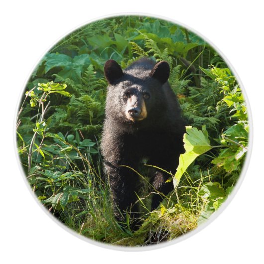 クロクマ セラミックノブ (正面)