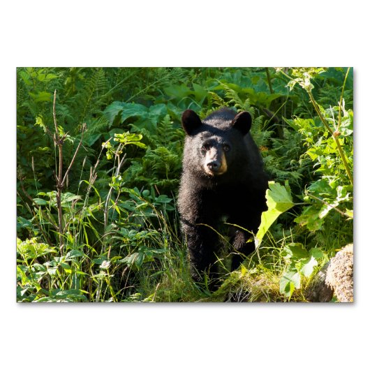 クロクマ テーブルナンバー (正面)