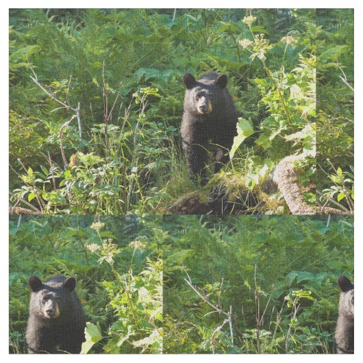 クロクマ ファブリック (クローズアップ)