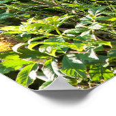 クロクマ ポスター (角)