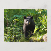 クロクマ ポストカード (正面)