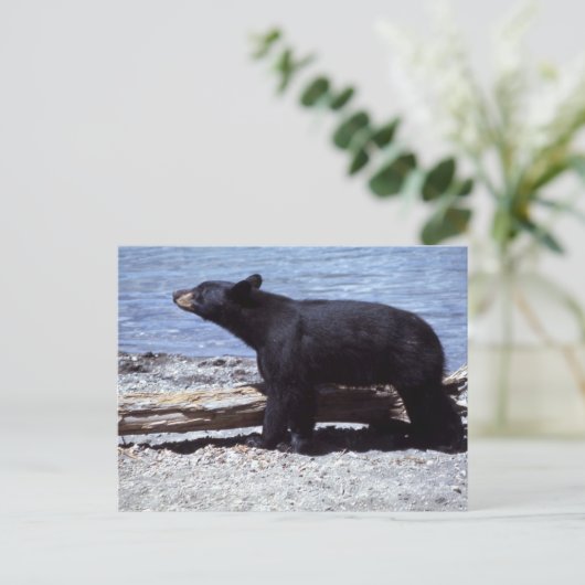 クロクマ ポストカード (スタンド正面)